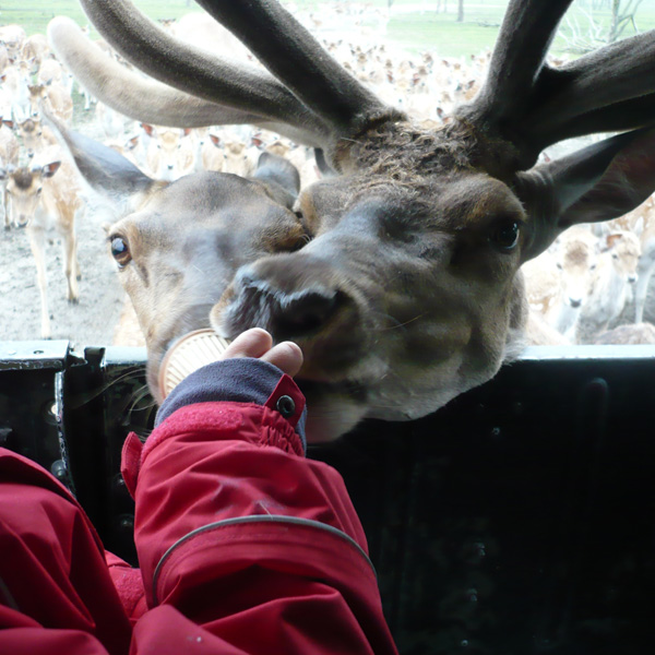 Safariwildrevier Bärwalder See