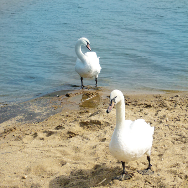 Schwäne der lausitzer Seenlandschaft